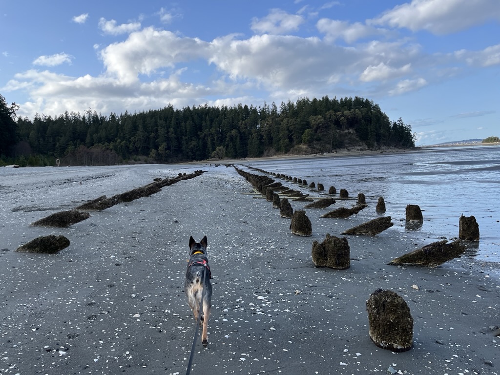 Services + Rates Dog Boarding in Port Townsend Happy Paws Inn and Resort